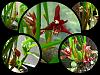 Red orchids?-maxillaria-tenuifolia-bloom-may2014-jpg