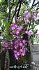 Dendrobium of my garden from Taiwan-neo5-jpg