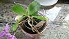 Phal keiki that grew it's own keiki??-img_20160413_175524-jpg