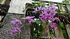 Dendrobium of my garden from Taiwan-neo01-jpg