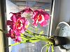 Most Fragrant Miltonopsis/Miltonia?-image1-jpg