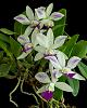 C. Dakao 'Flammea Enami' in bloom again-_dsc7629_2016-06-01_7096-jpg