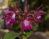 C. Lulu 'Hot Pink' AM/AOS x Lc. Summerland Girl 'Orchidglade'-_dsc7979_2016-09-19_7421-jpg