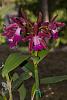 C. Lulu 'Hot Pink' AM/AOS x Lc. Summerland Girl 'Orchidglade'-_dsc7982_2016-09-19_7424-jpg