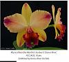 C. Lulu 'Hot Pink' AM/AOS x Lc. Summerland Girl 'Orchidglade'-rth-marthas-sunburst-jpg