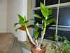 Dendrobium grew new 12&quot; cane... But no flowers:( Please help!-dscn3587-jpg