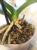 Help with two NoID Phals. Severely neglected, Ugly roots-img_8805-jpg