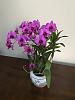 Dendrobium Mini Purple-cdc3d6fb-c3a0-4b87-bf93-efe022dc4cd6-jpg