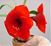 More orchid companions in bloom-red-lion-jpg
