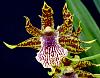 Zygopetalum x Promenea-orchids-zygopetalum-promenea-003-jpg
