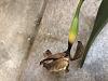 Yellowing and Black Tips on Cattleya Hybrid Seed Pods-img_1260-jpg