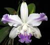 Cattleya intermedia V.aquinii cerulea-catinter03201-jpg