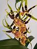 New Orchids Arrived - Toss Them??-plant-2-3-jpg