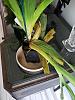 New Orchids Arrived - Toss Them??-plant-1-day-2-jpg