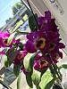 Dendrobium Nobile came potted in soil - root first aid-58127a88-a994-48db-ae13-591e485e84dd-jpg