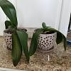 Help! My orchids look sick...-0-1-jpg