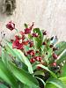 Oncidium twinkle-afd4e3bf-8f3a-407b-8980-b73fe05d787f-jpg