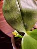 Help! Persisting Mold in All repotted Phalaenopsis and Cattleya-wechatimg607-jpg