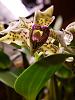 Amesiella LOC Snow White*and Dendrobium normanbyense-dendrobium-normanbyense-atroviolaceum-pygmy-1-17-21-jpg