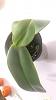 Phalaenopsis gigantea - long term growing project-8bb755fb-e0e4-4a81-baab-ead6d35acc0f-jpg