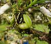 Orchids around the Yard.-dsc04551-probably-myrmecophila-tibicinis-hybrid-seedling-unmarked-share-jpg