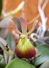 Dendrophylax fawcettii, Dendrochilum wenzelii, Epi porpax, Cirr curtsii-epidendrum-porpax-1-7-23-jpg