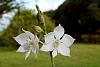 Orchids around the Yard.-dsc00798-caularthron-bicornutum-unmarked-share-jpg