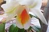 Dendrobium Dawn Maree Splash (No Splash Now)-img_20230326_141050-jpg