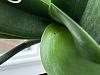 Need help identifying these spots on Phalaenopsis leaves-87c6e198-c58a-4b99-a810-c529ffb9cfa3-jpg