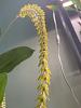 Dendrochilum magnum bloom-img_7202-jpg