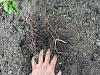 vege/tomato garden issue - I am gROOTS-roots2-jpg