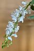 Aerides odorata var. alba-img_1474-jpg