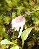 Is This An Orchid? Colombia-091a1267_filtered-jpg