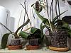 Dealing with rescued phalaenopsis-pxl_20240108_125431183-jpg