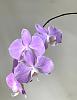 Phalaenopsis sanderiana-d3a0ab8a-c5e4-4820-8f0b-e97ef385e04b-jpg