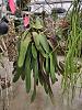 Mark Dimmitt Open House 2024 - Strophocactus, Wittia-bulbophyllum_phalaenopsis_dimmitt_20240414_seca-jpg