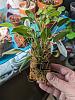 Pleurothallis niveoglobula without terrarium + general care questions-pxl_20240416_231138172-jpg