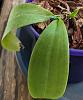 What's up with this Phal?-pxl_20240531_004454234-2-jpg