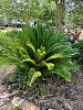 Cycads-plant-jpg