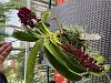 Rhynchostylis gigantea (dark red)-rhy-merlot-jpg