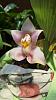 A look at Anguloa Uniflora-20250302_133228-jpg