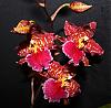 Oncidium id?-img_2059-jpg