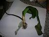 Phal Rescue- Help!-orchids-004-jpg