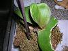 Phal Rescue- Help!-orchids-005-jpg