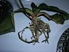 Phal Rescue- Help!-orchids-008-jpg