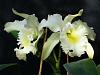 Blc. Glo's Green-2009_05150014-jpg