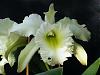 Blc. Glo's Green-2009_05150015-jpg