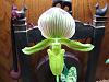 paph maudiae alba-paph-virginia-moffett-jpg