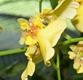 oncidium help...please-ob-size-flower-jpg