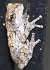 Baby treefrog season-img_2163b-jpg